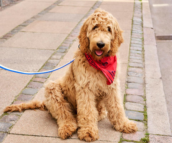 HAY Dogs scarf - Red