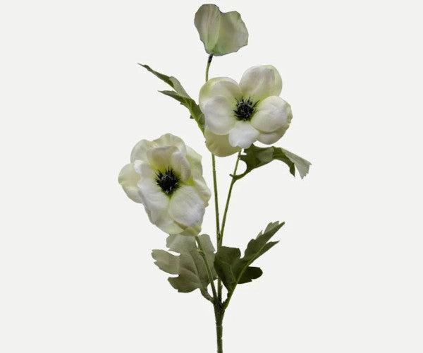 Botané Anemone blomst - hvid