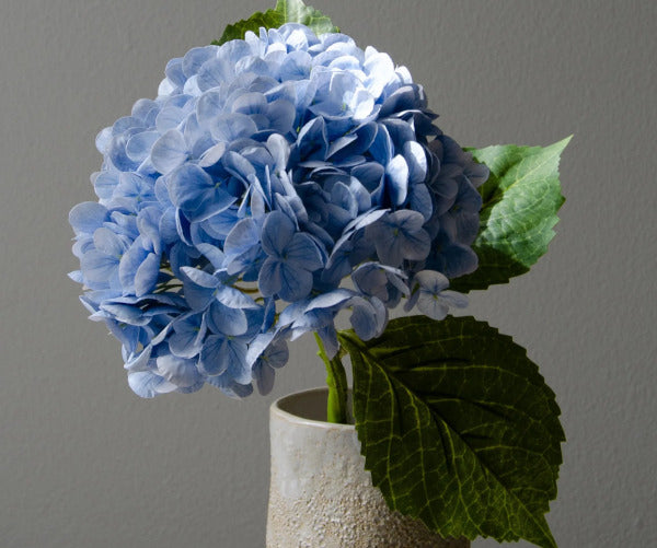 Botané Hydrangea blomst - blå