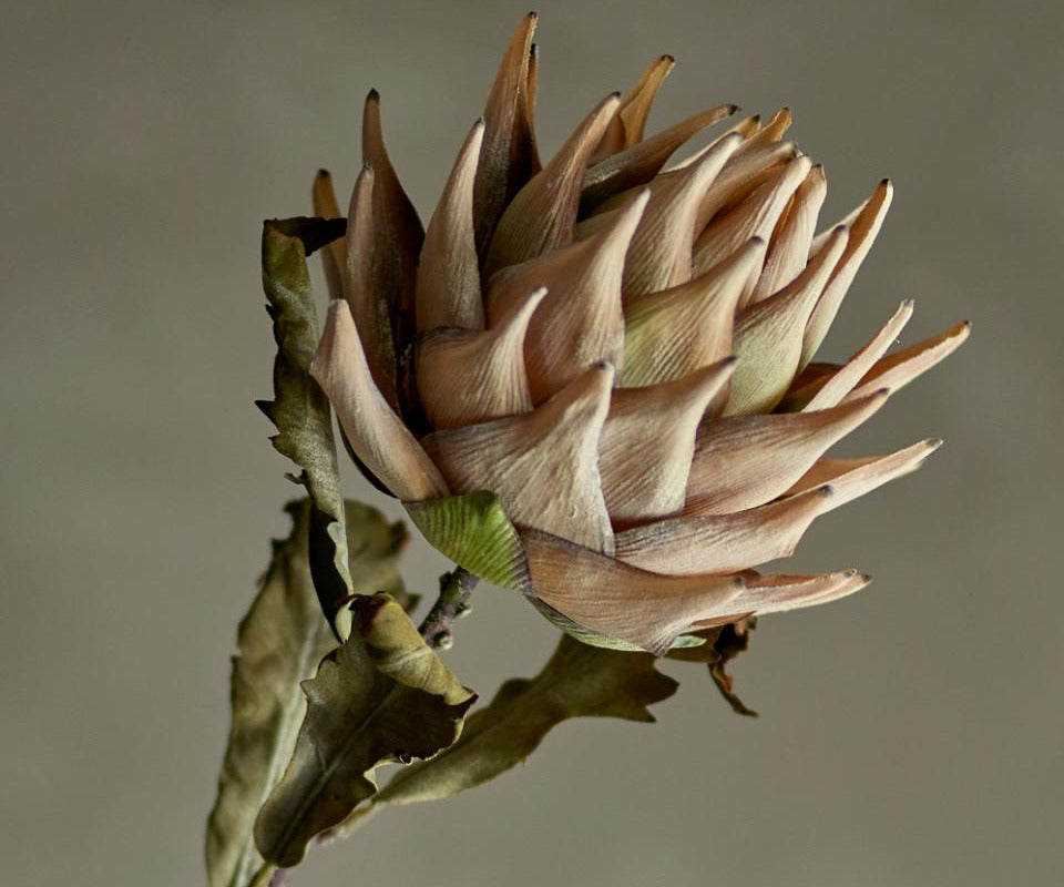 Bloomingville Protea blomst - natur