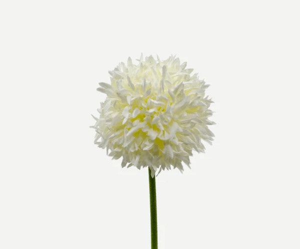 Botané Allium blomst - hvid