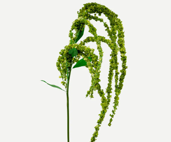 Botané Amaranthus blomst - grøn