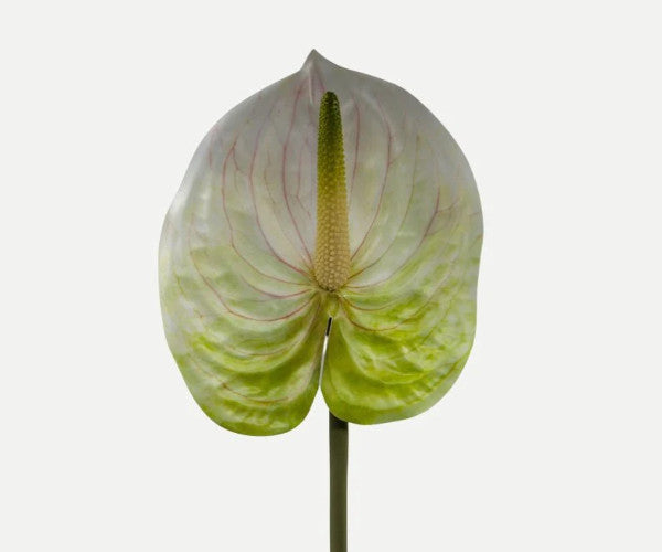 Botané Anthurium blomst - hvid