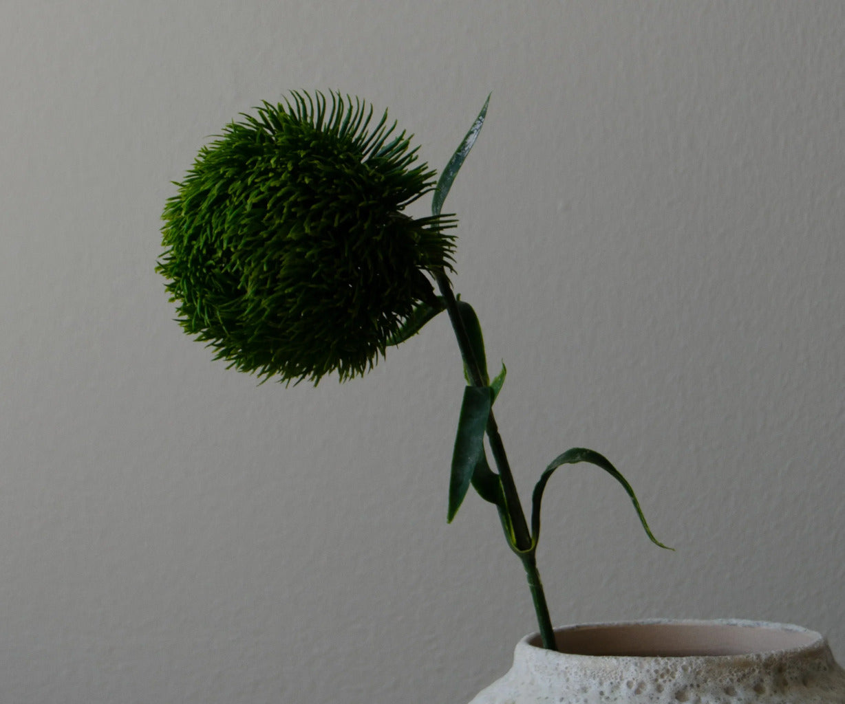 Botané Dianthus Barbatus blomst - mørkegrøn