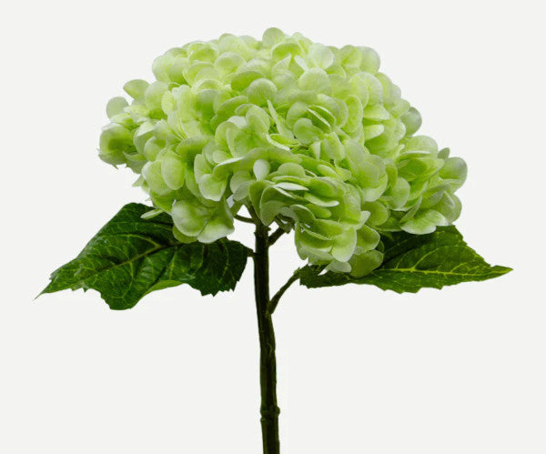 Botané Hydrangea blomst - lysegrøn