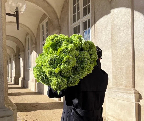 Botané Hydrangea blomst - grøn