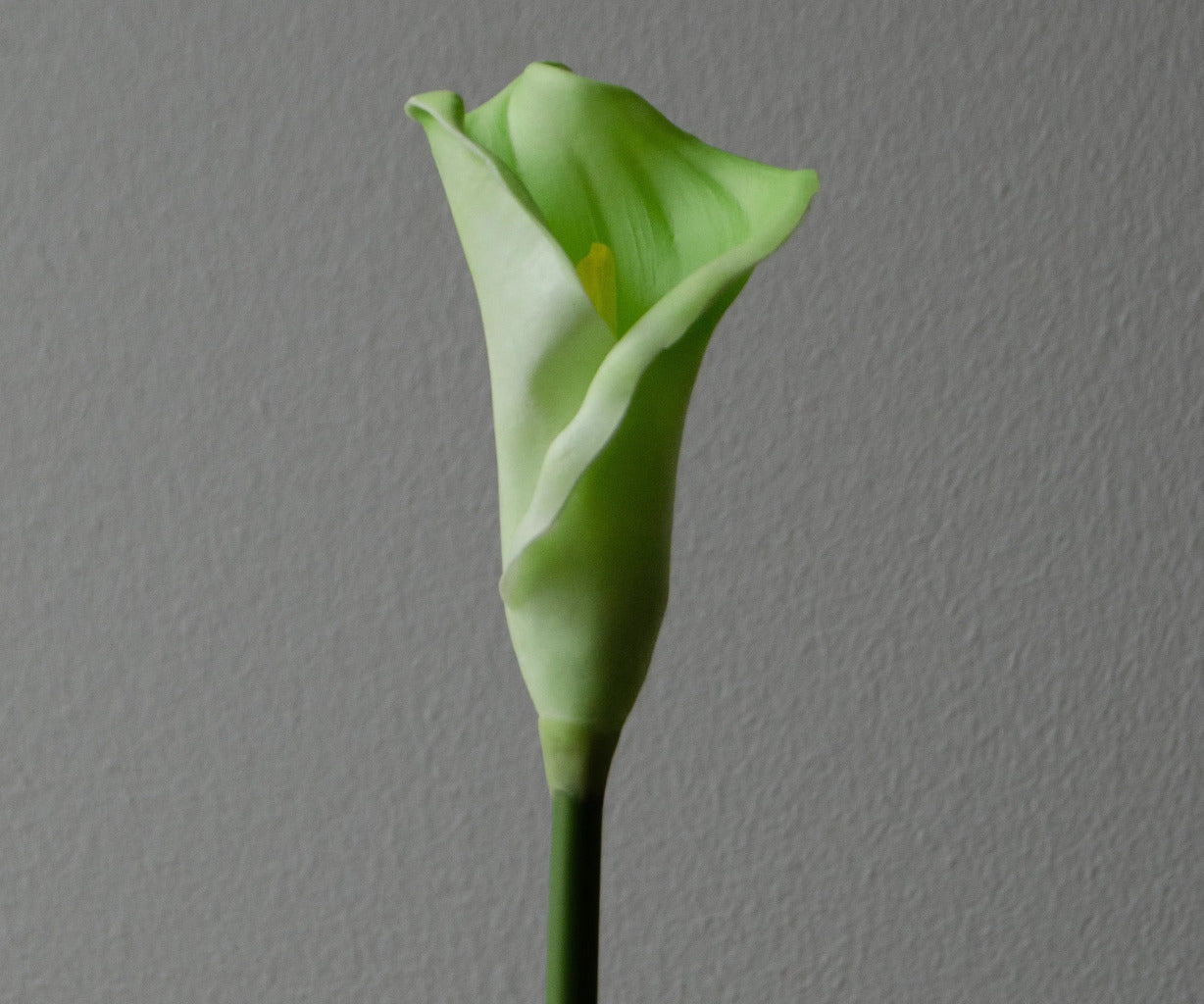 Botané Calla Lily blomst - grøn