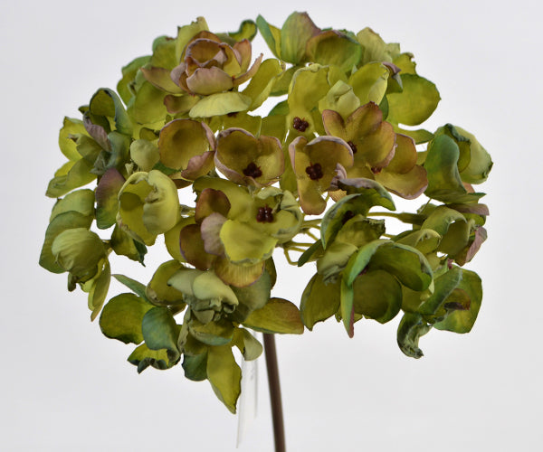 Deko Florale Hortensia - green - dried look