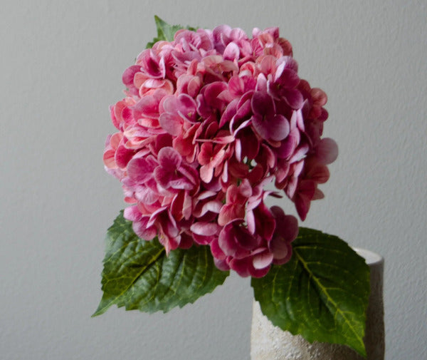 Botané Hydrangea blomst - pink