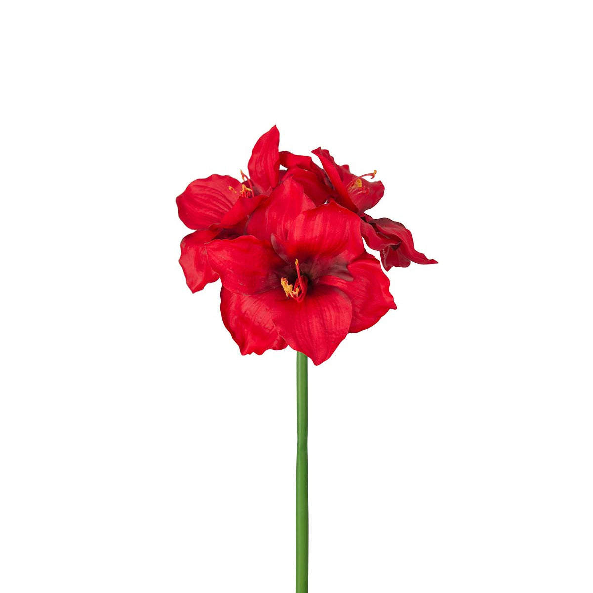 Mr. Plant Amaryllis - rød - 65