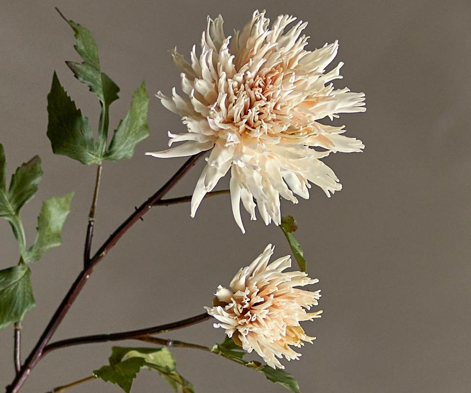 Bloomingville Chrysantemum blomst - natur