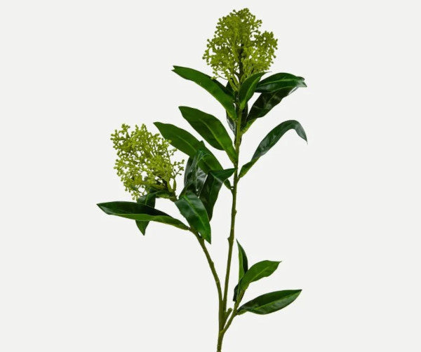 Botané Skimmia gren - grøn