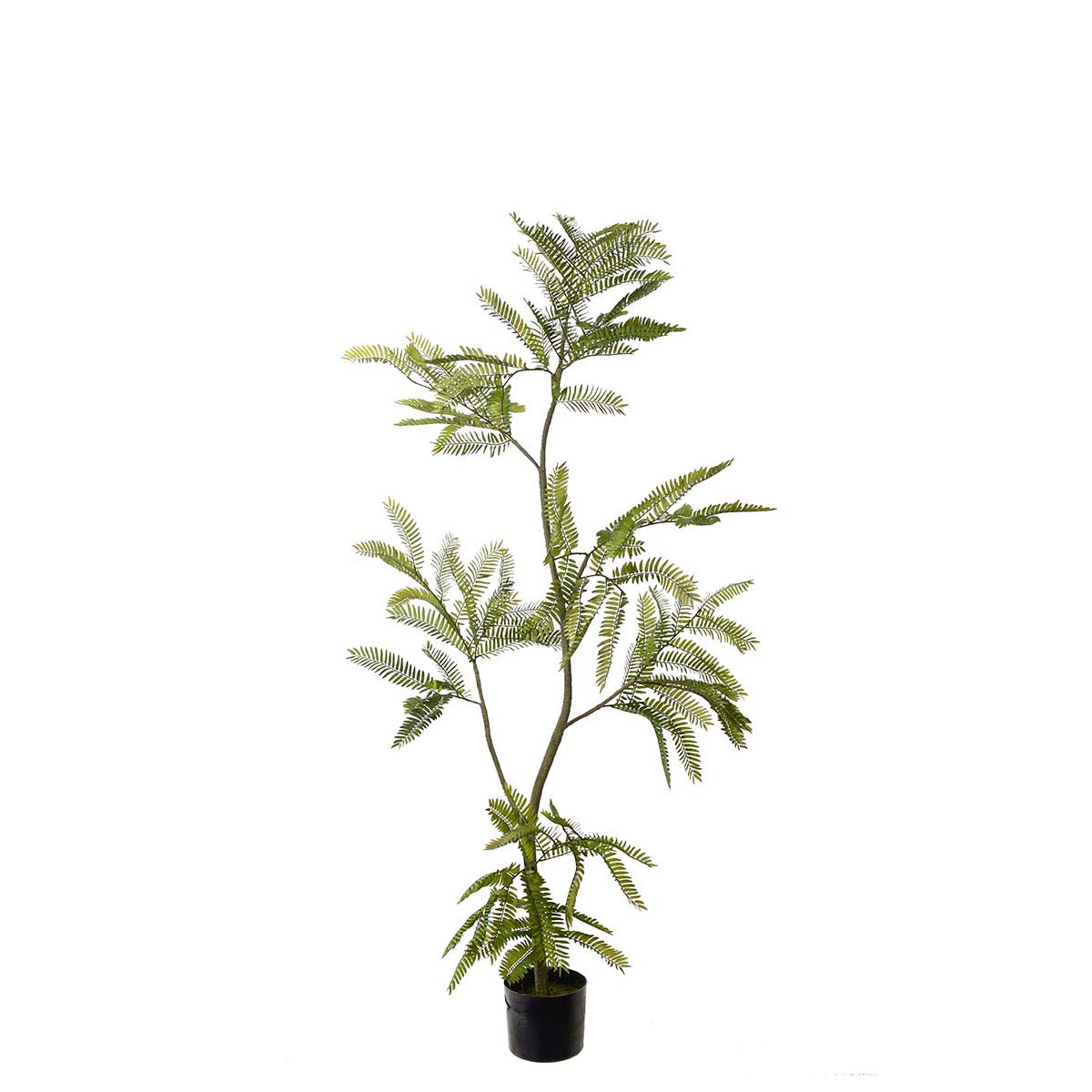 Mr Plant Mimosa Pudica plante - 140