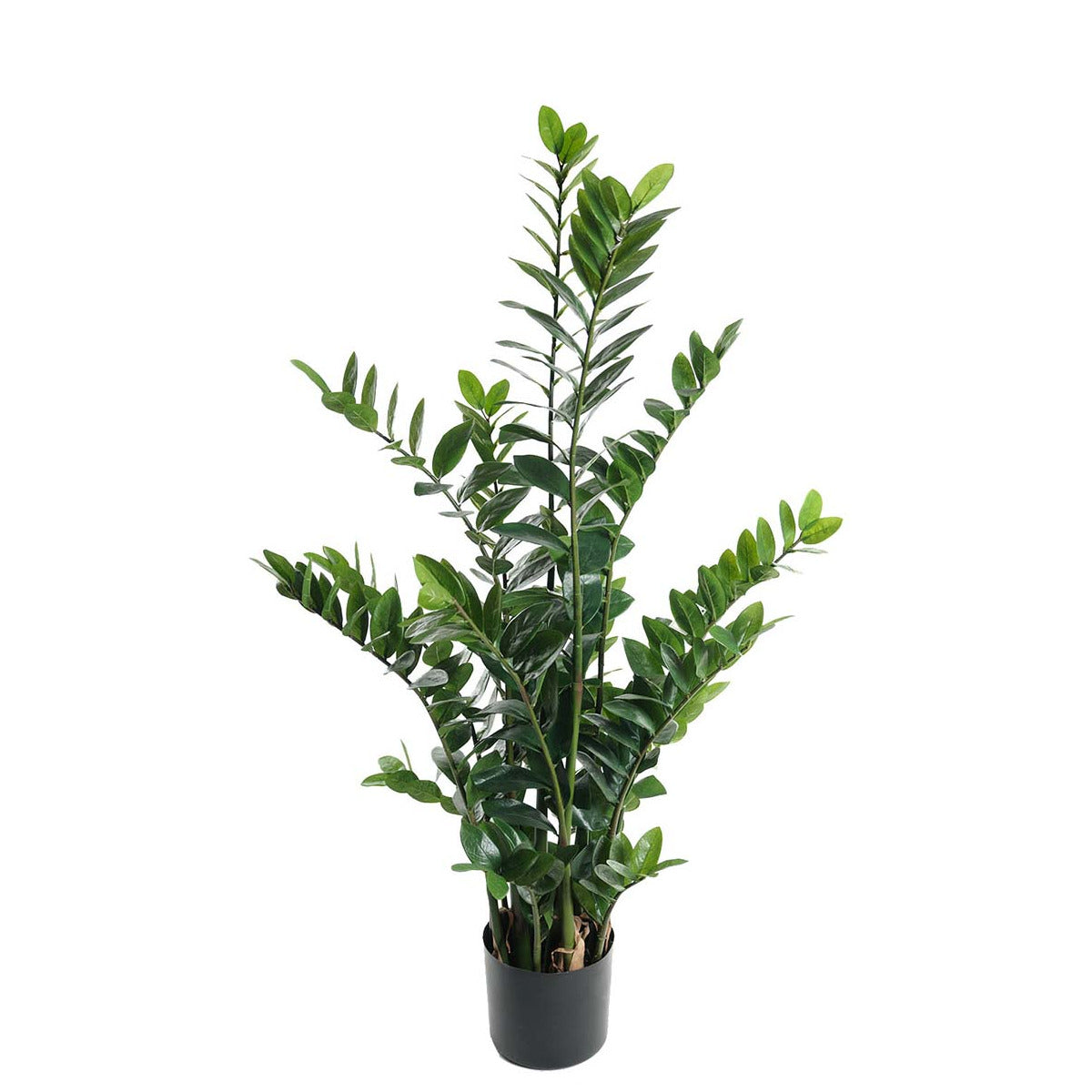 Mr Plant Zamifolia plante - 130