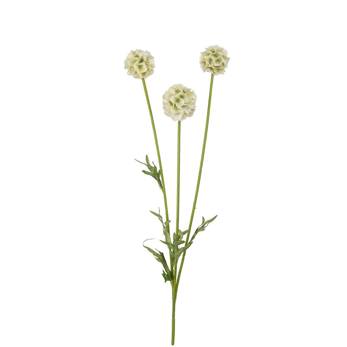 Mr Plant Scabiosa blomst - hvid - 60