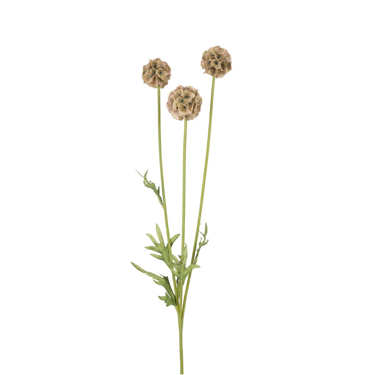 Mr Plant Scabiosa blomst - beige - 60