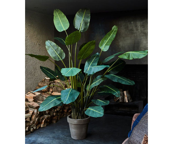 Silk-ka Strelitzia - 182 cm