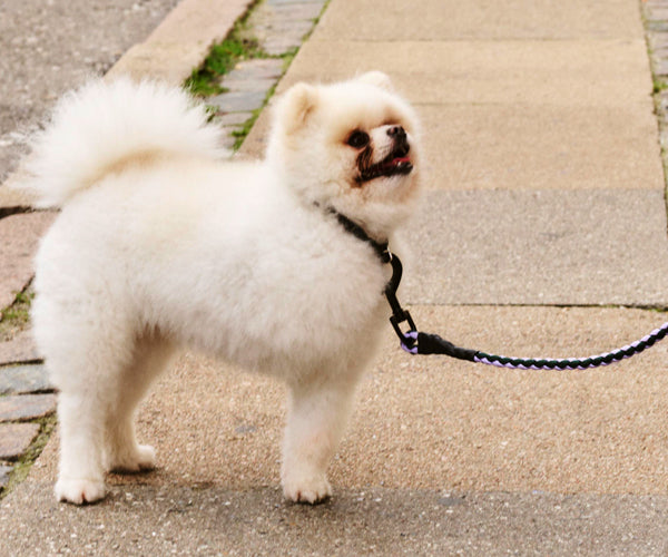 HAY Dogs Leash - Braided - Lavender-Green