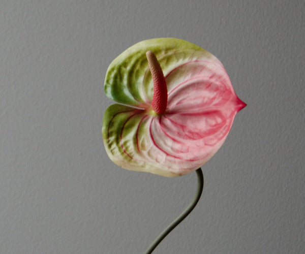 Botané Anthurium blomst - lyserød