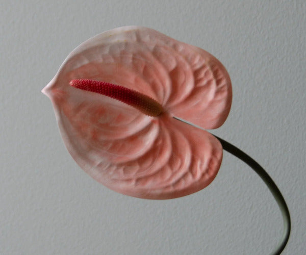 Botané Anthurium blomst - rosa