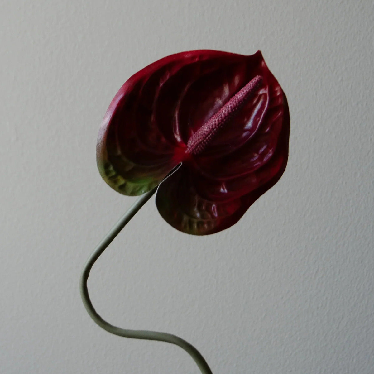 Botané Anthurium blomst - mørkerød