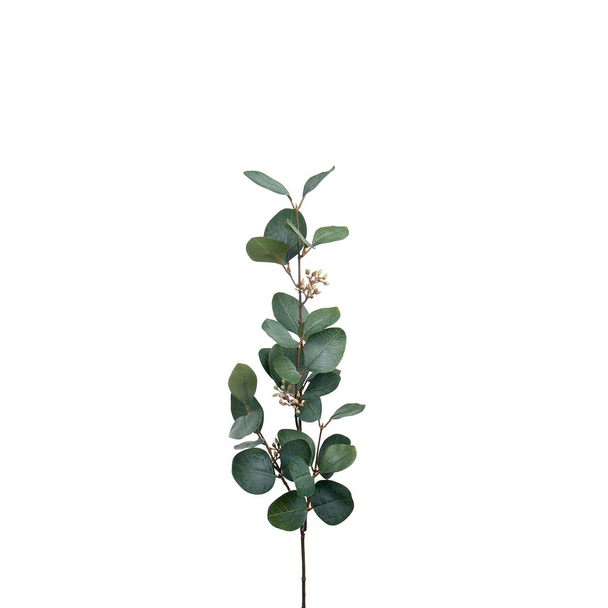 Mr. Plant Eucalyptus gren - 70