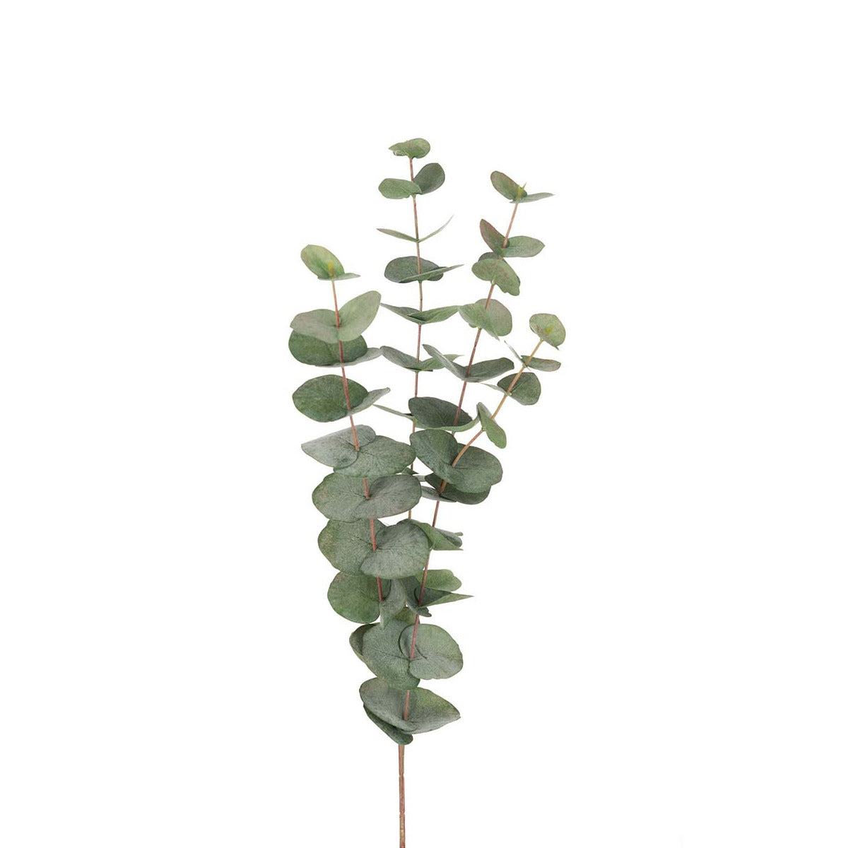 Mr. Plant Eucalyptus gren - 60