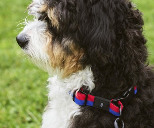 HAY Dogs Collar Flat - ML - Red-Blue