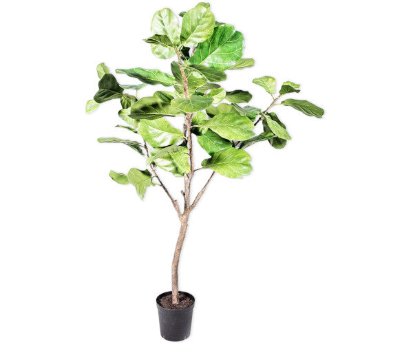 Silk-ka Ficus - 152 cm