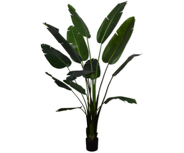 Silk-ka Strelitzia - 182 cm