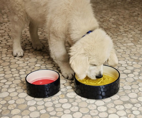 HAY Dogs Bowl - Small - Red-Blue